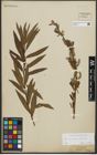 Foto von Salix purpurea L. x Salix viminalis L.